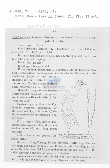 Paralinhomoeus conicaudatus