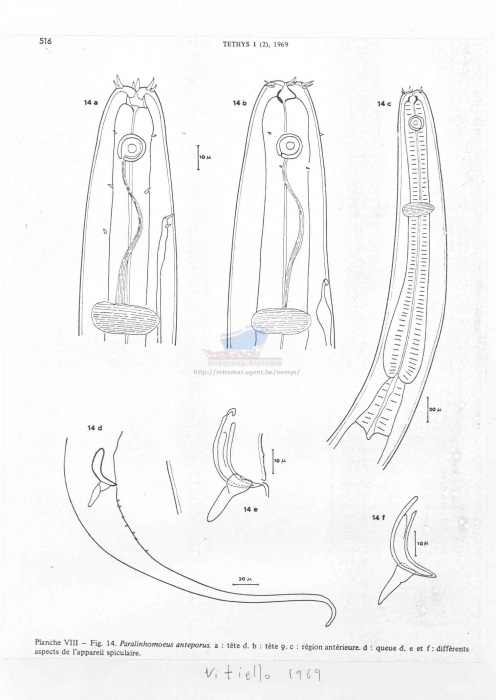 Paralinhomoeus anteporus