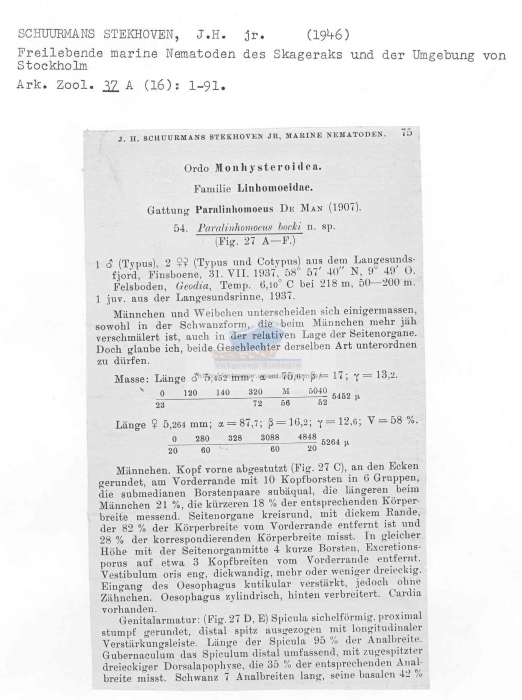 Paralinhomoeus bocki