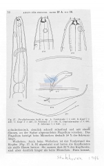 Paralinhomoeus bocki