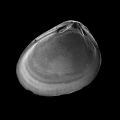 Mollusca (molluscs)