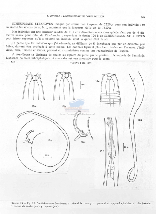 Paralinhomoeus brevibucca