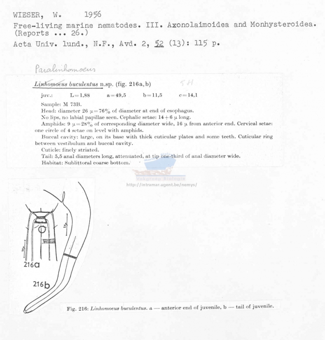 Paralinhomoeus buculentus