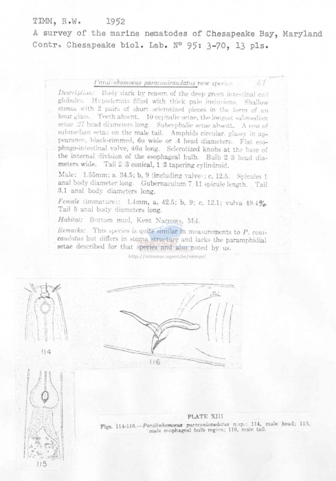 Paralinhomoeus paraconicaudatus