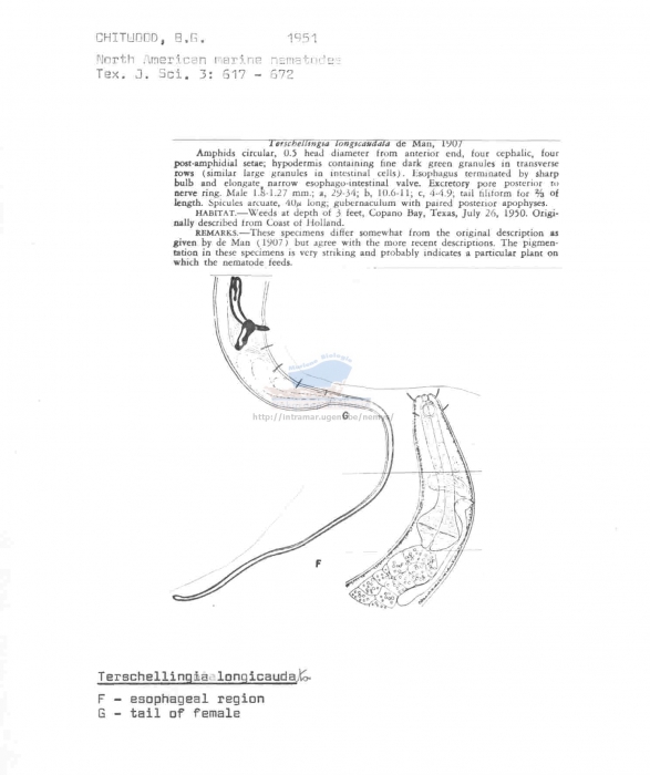 Terschellingia longicaudata