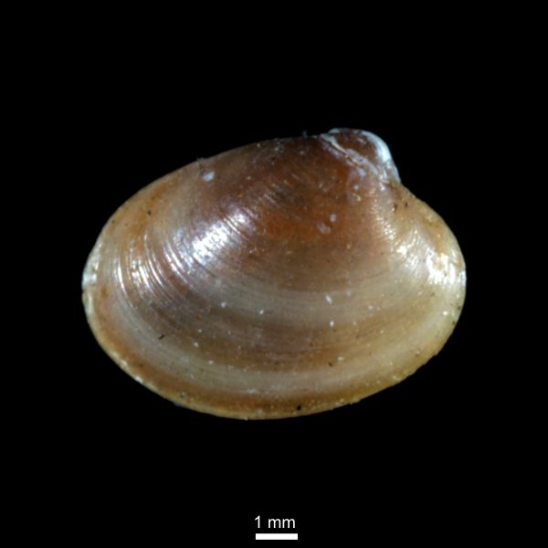 Turtonia minuta Turtonia minuta