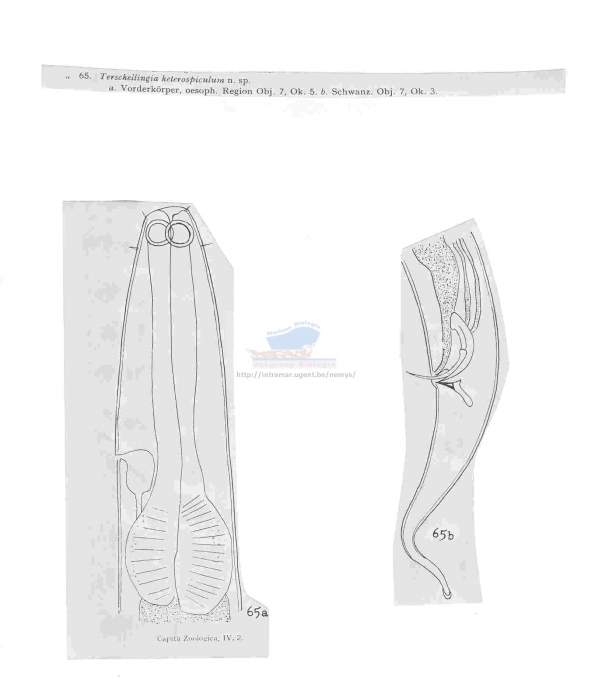 Terschellingia longicaudata