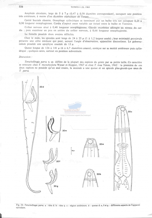 Terschellingia parva