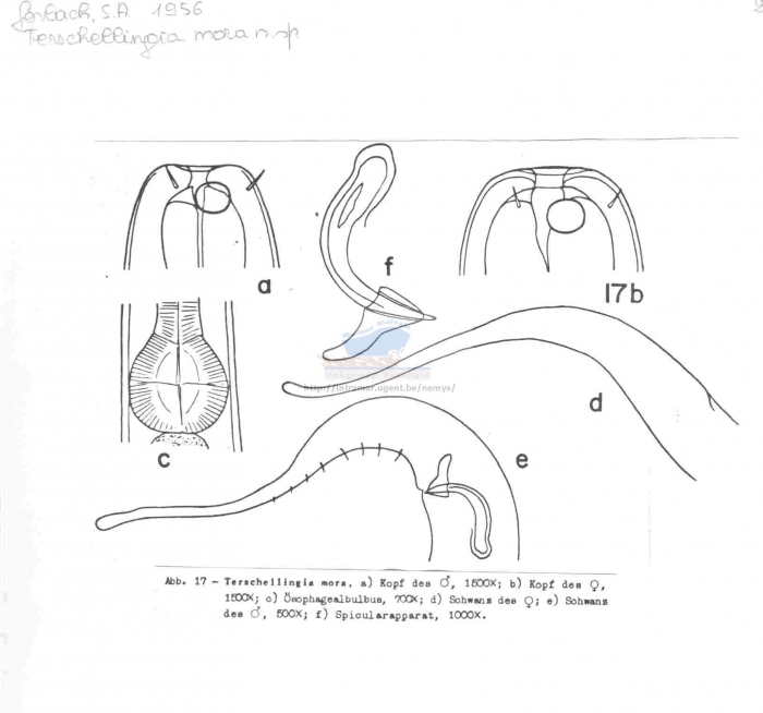 Terschellingia mora