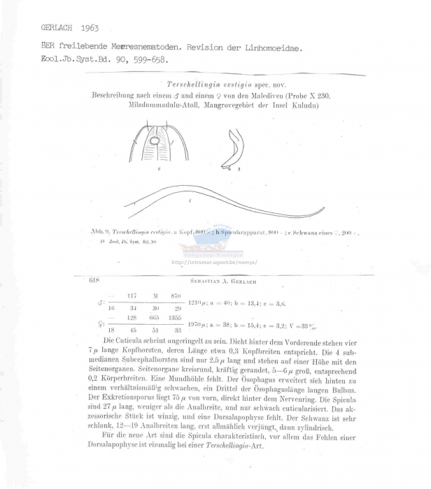 Terschellingia vestigia