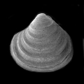 Mollusca (molluscs)