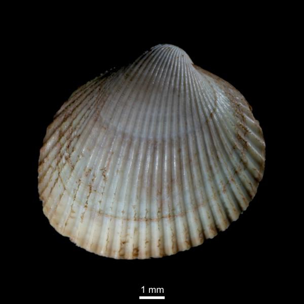 Ciliatocardium ciliatum Ciliatocardium ciliatum