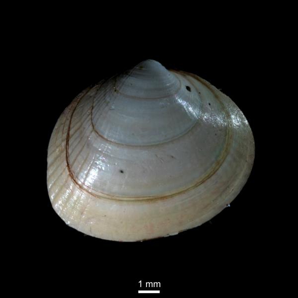 Serripes groenlandicus Serripes groenlandicus