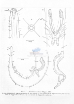 Axonolaimus setosus