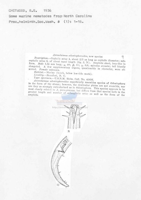 Axonolaimus odontophoroides