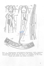 Axonolaimus seticaudatus