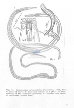 Axonolaimus seticaudatus