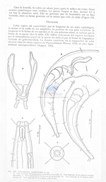 Axonolaimus caudostriatus