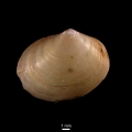 Mollusca (molluscs)