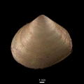 Mollusca (molluscs)