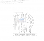 Odontophora parangustilaima