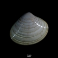 Mollusca (molluscs)