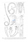 Nematode file-library of the Marine Biology Section (Ghent University, Belgium)