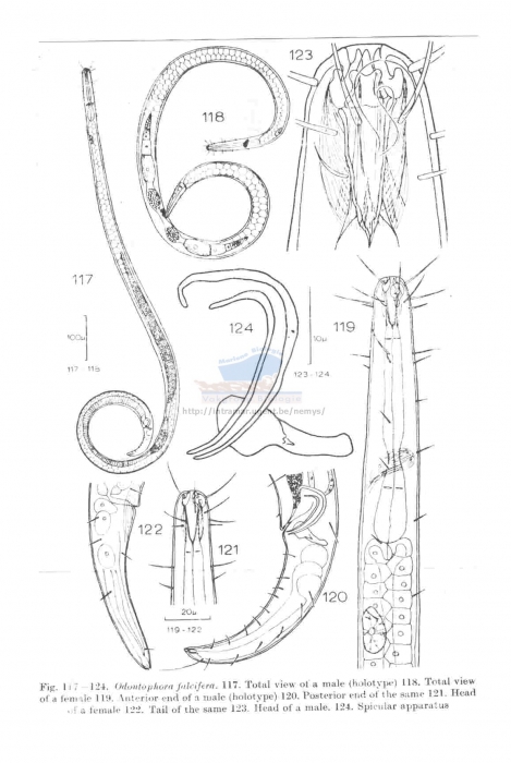 Odontophora falcifera