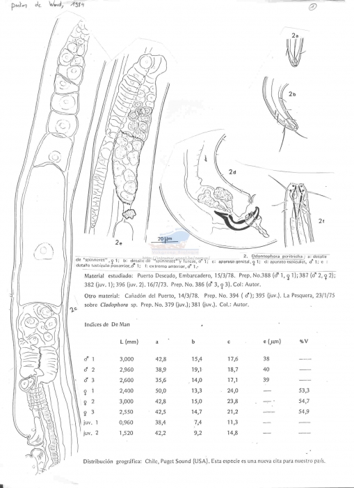 Odontophora peritricha