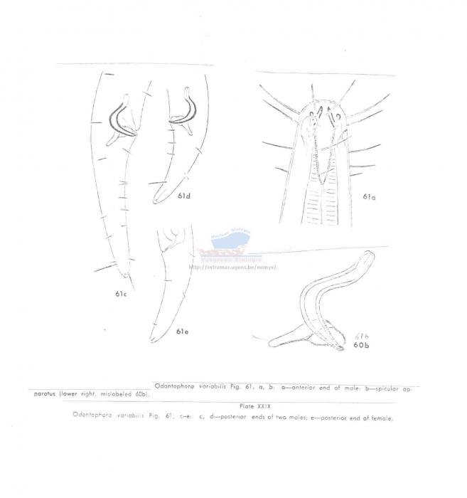 Odontophora variabilis