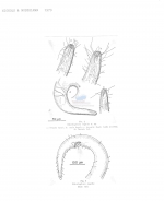 Odontophora regalia