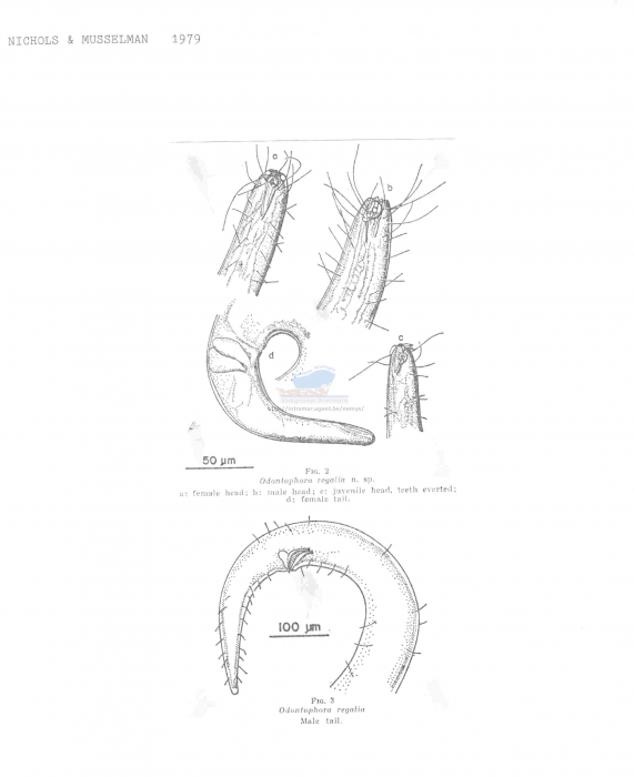 Odontophora regalia