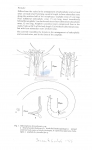 Nematode file-library of the Marine Biology Section (Ghent University, Belgium)