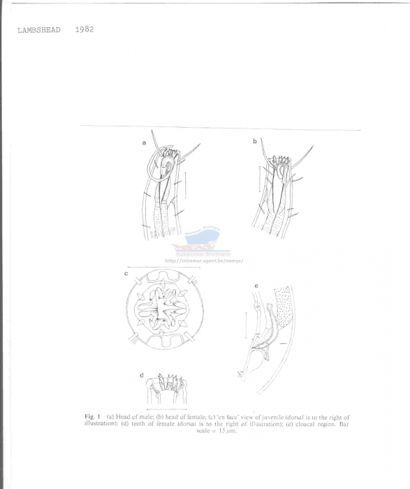 Odontophoroides paramonhystera