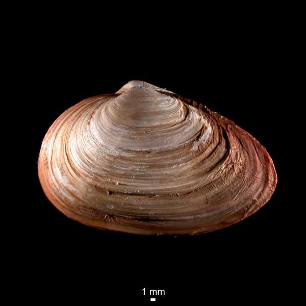Mya truncata Mya truncata