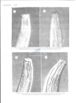 Odontophoroides paramonhystera