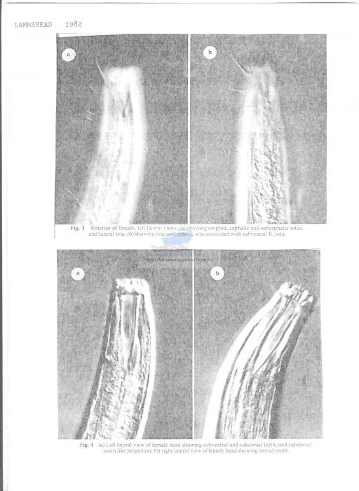 Odontophoroides paramonhystera