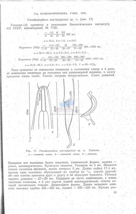 Parodontophora marisjaponici