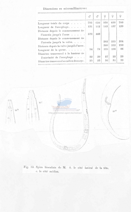 Araeolaimus bioculatus