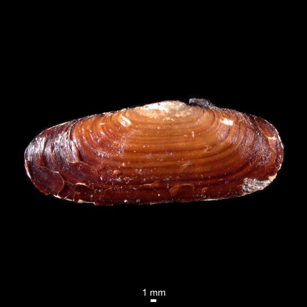 Cyrtodaria siliqua Cyrtodaria siliqua