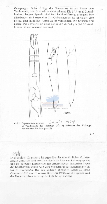 Diplopeltula asetosa