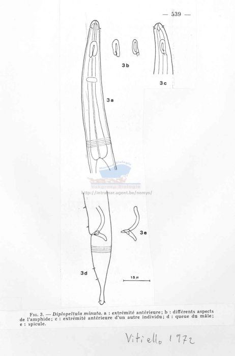 Diplopeltula minuta