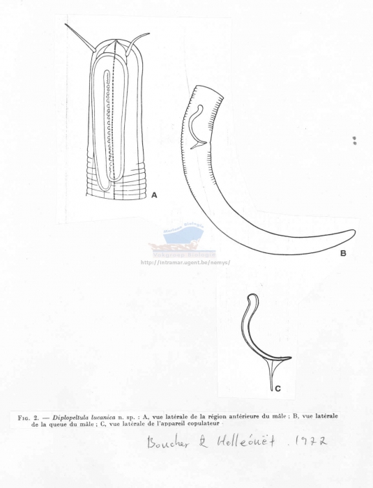 Diplopeltula lucanica