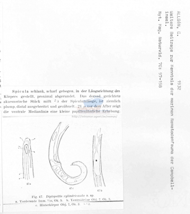 Diplopeltula cylindricauda