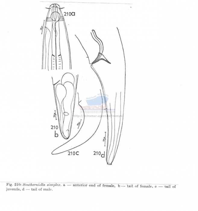 Southerniella simplex