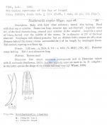 Southerniella simplex