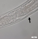 Southerniella nojii