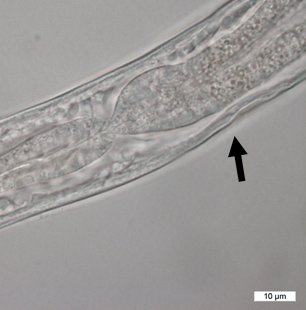 Southerniella nojii