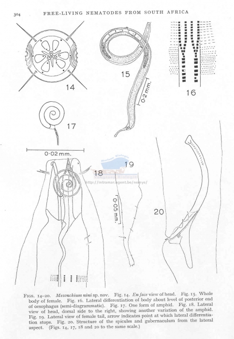 Dorylaimopsis nini