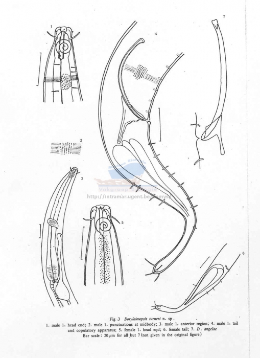 Dorylaimopsis turneri